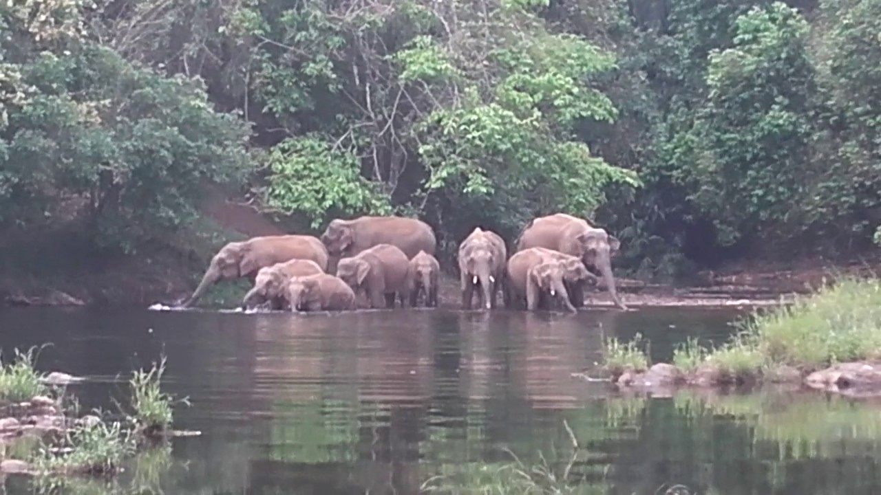 പൂയംകുട്ടി