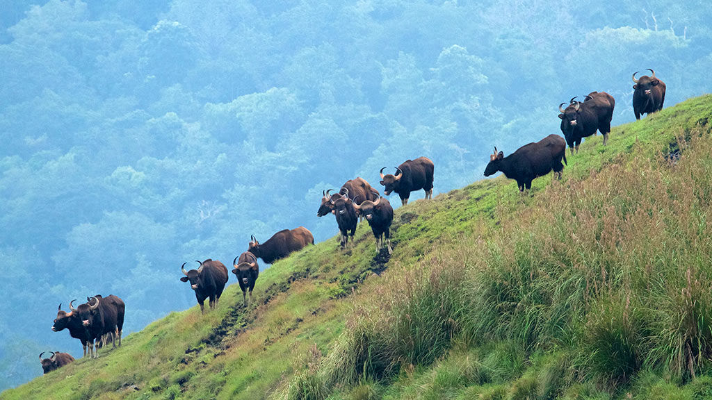 ഇടുക്കി വന്യജീവി സങ്കേതം
