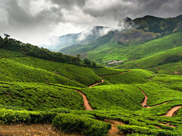 കൊളുക്കുമല തേയിലത്തോട്ടം