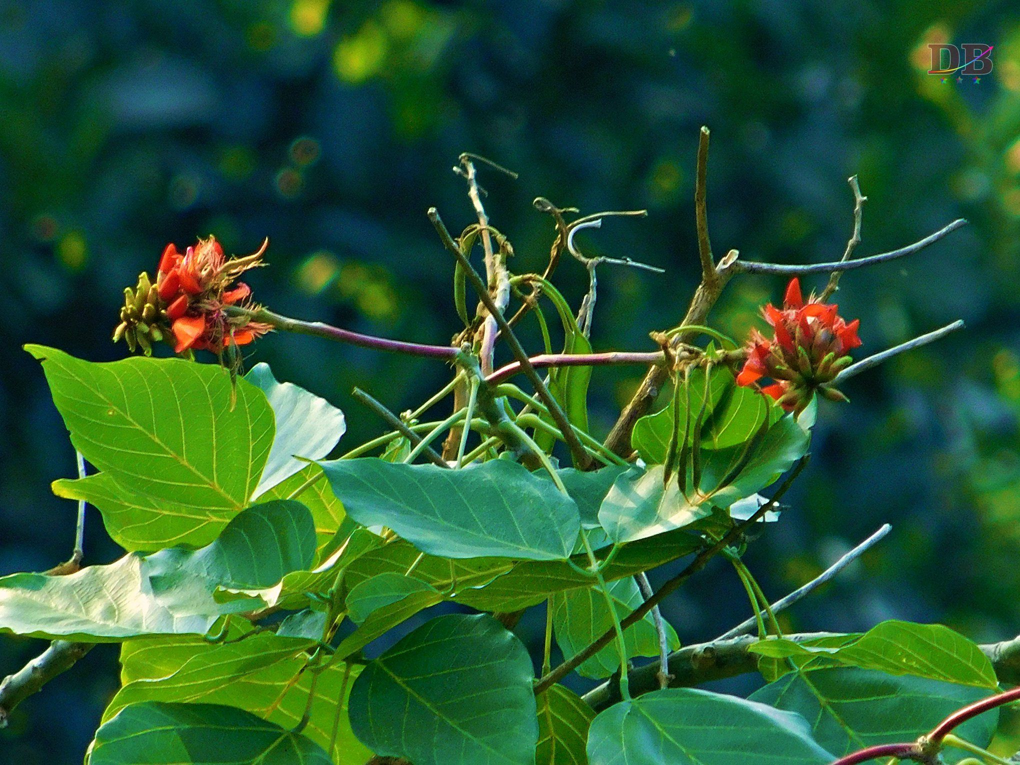 അതിരപ്പള്ളി -ഷോളയാർ-മലക്കപ്പാറ-വാൽപ്പാറ യാത്ര