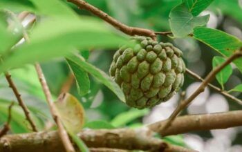 Banyak yang Tak Suka, Ini Segudang Manfaat Buah Srikaya