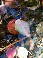 Dead Leaves. Takanobu Hoshino nuotr.