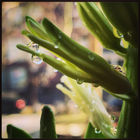 Evelinos Kvartūnaitės nuotr.