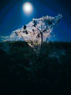 Onutės Gaidamavičiūtės fotografija