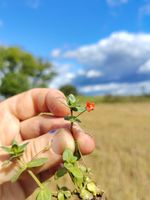 My ethnographic field research | Onutė Gaidamavičiūtė