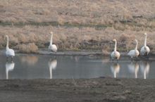 Išlikti... jei / kai verta... | Onutė Gaidamavičiūtė | Radikaliai