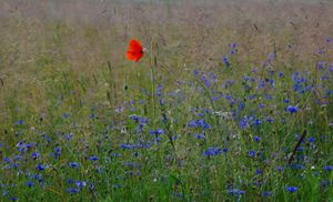 Laisvė. Onos Gaidamavičiūtės nuotr.