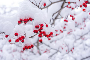 https://fineartamerica.com/featured/red-berries-covered-with-snow-marlon-mullon.html