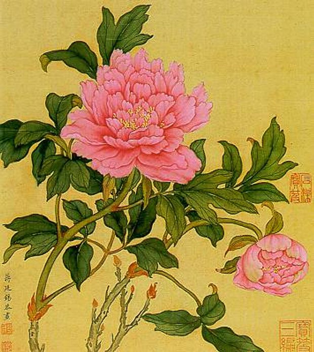 Bijūnas - nacionalinė Kinijos gėlė. Evelinos Daciūtės nuotraukos