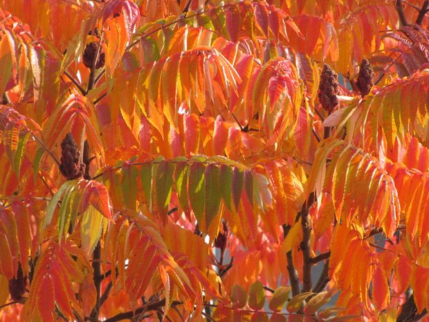 Be pavadinimo. Mindaugo Peleckio nuotr.