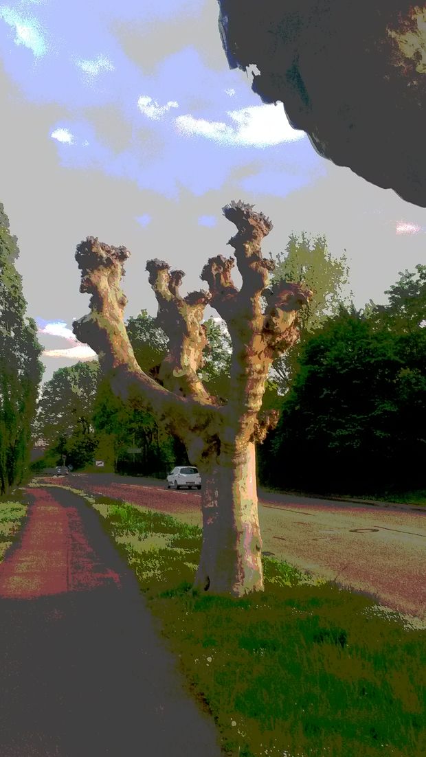 Be pavadinimo. Mindaugo Peleckio nuotr.