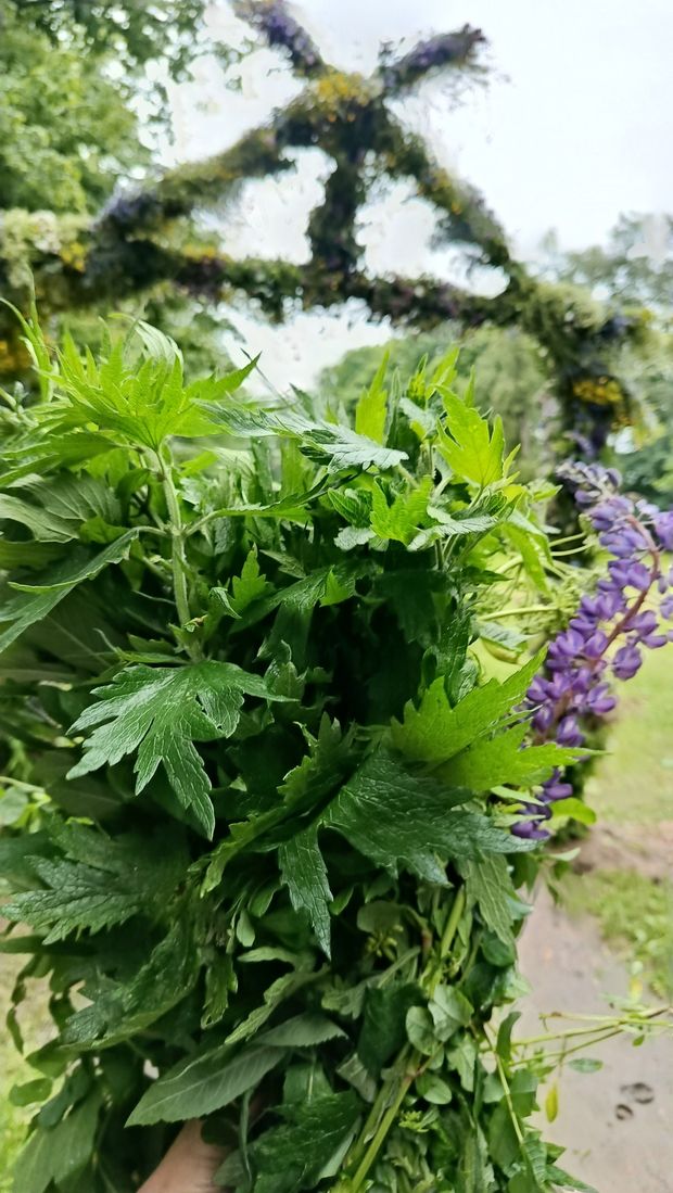 Rasos šventė Verkių regioniniame parke