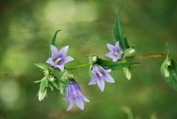 Onutės Gaidamavičiūtės fotografija