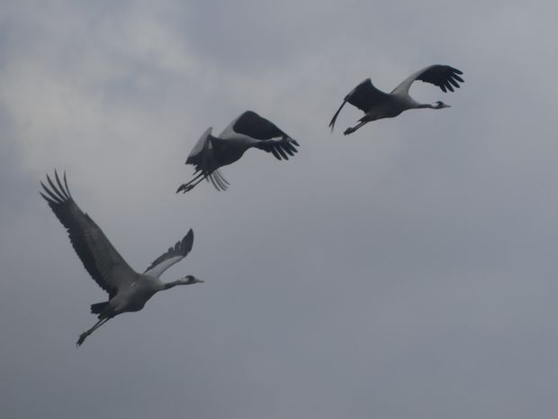 Onutės Gaidamavičiūtės fotografija