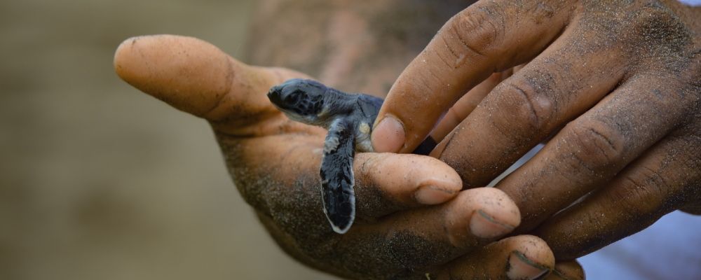 A baby sea turlle