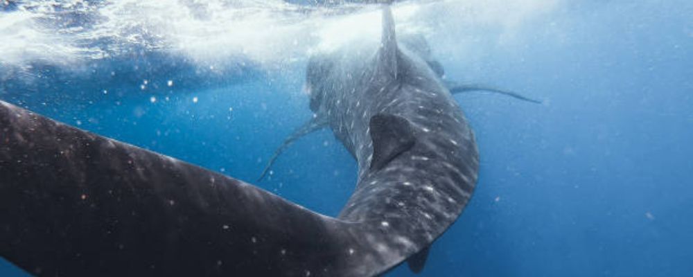 swim with whale sharks in Holbox