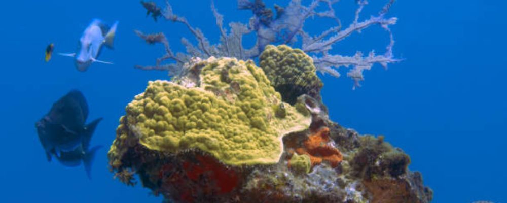 Coral Reefs in Holbox