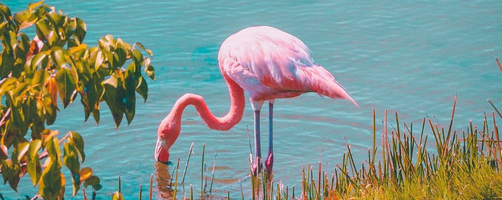 Flamingo at Isla Pasión, Holbox
