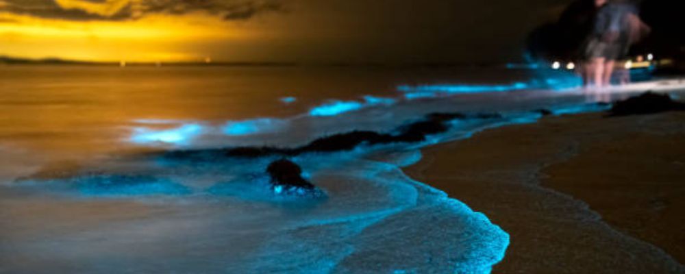 Bioluminiscencia en Holbox