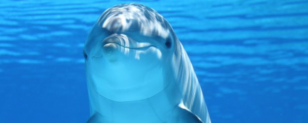 Dolphin 