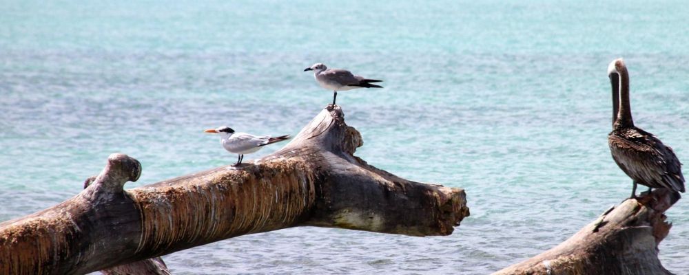 parque nacional del este