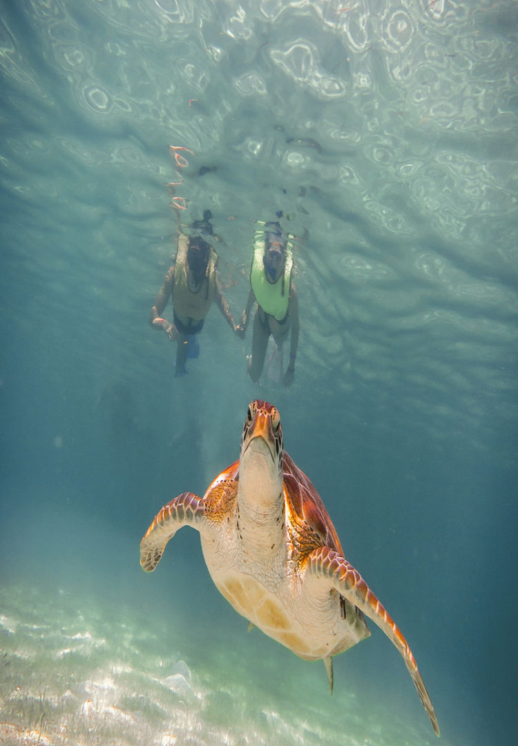 Tulum Ruins, Snorkel at Coral Reef and Cenotes