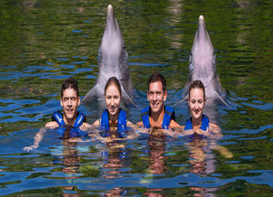 Image about Delphinus Riviera Maya