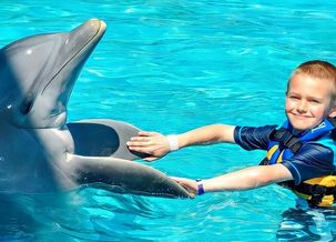 Imagen de Nado con Delfines Cancún