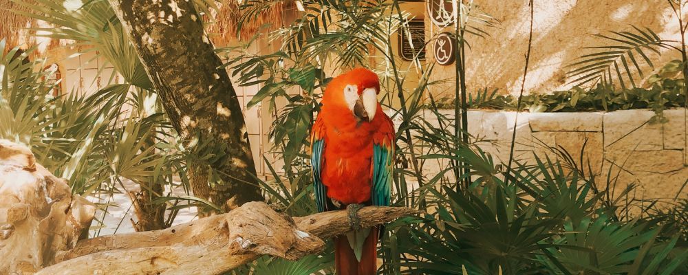 guacamaya en Cancun 