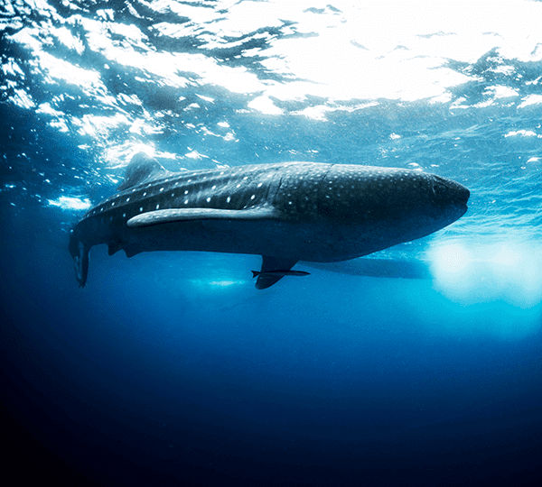 Whale Sharks Cancun