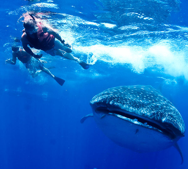 Whale Sharks Cancun