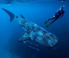 Nado con Tiburon Ballena en Cancún