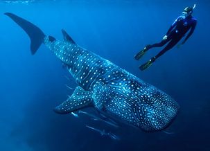 Image about Whale Sharks Cancun