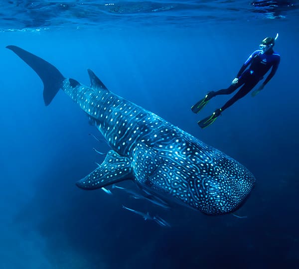 Nado con Tiburon Ballena en Cancún