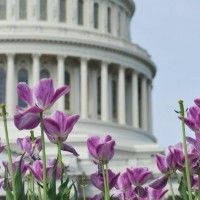 Capitol Flowers e1441670195253