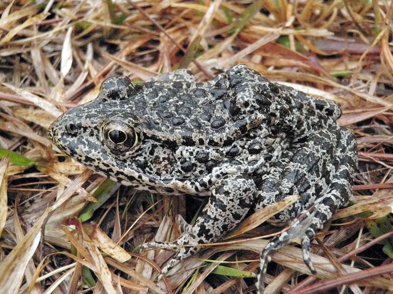 Dusky Gopher Frog a