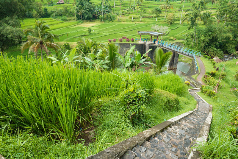 Ubud Eco Walk Adventure: Immerse Yourself in Bali's Hidden Jungles, Rice Terraces & Spiritual Heart