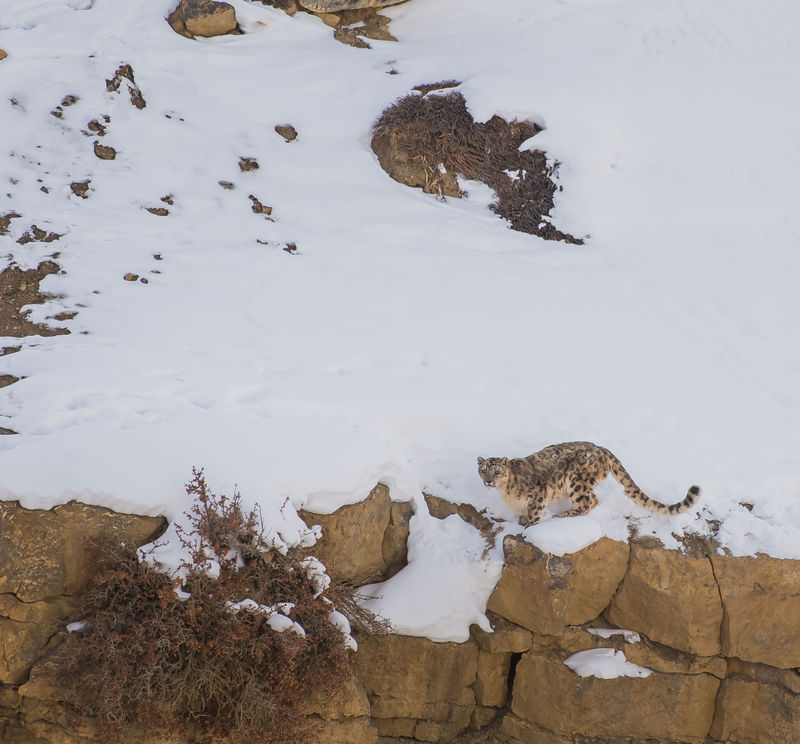 Snow Leopard Expedition