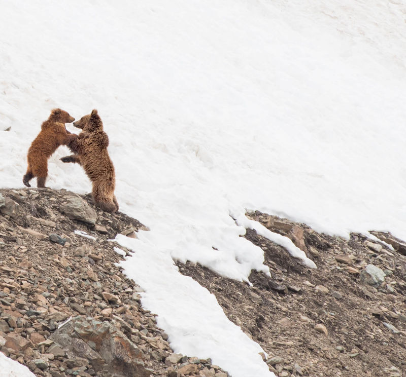 Himalayan Brown Bear