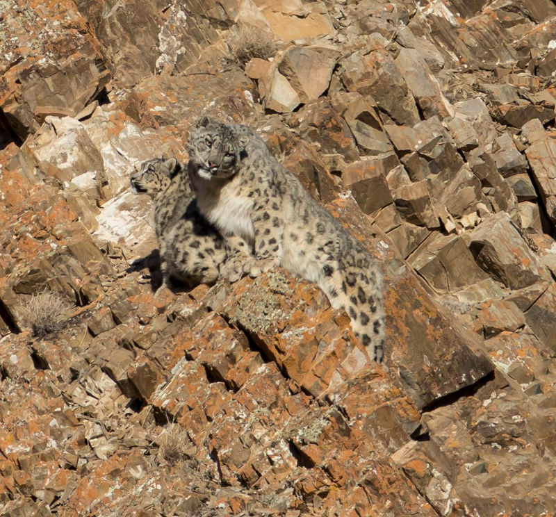 Wild Cats of Mongolia