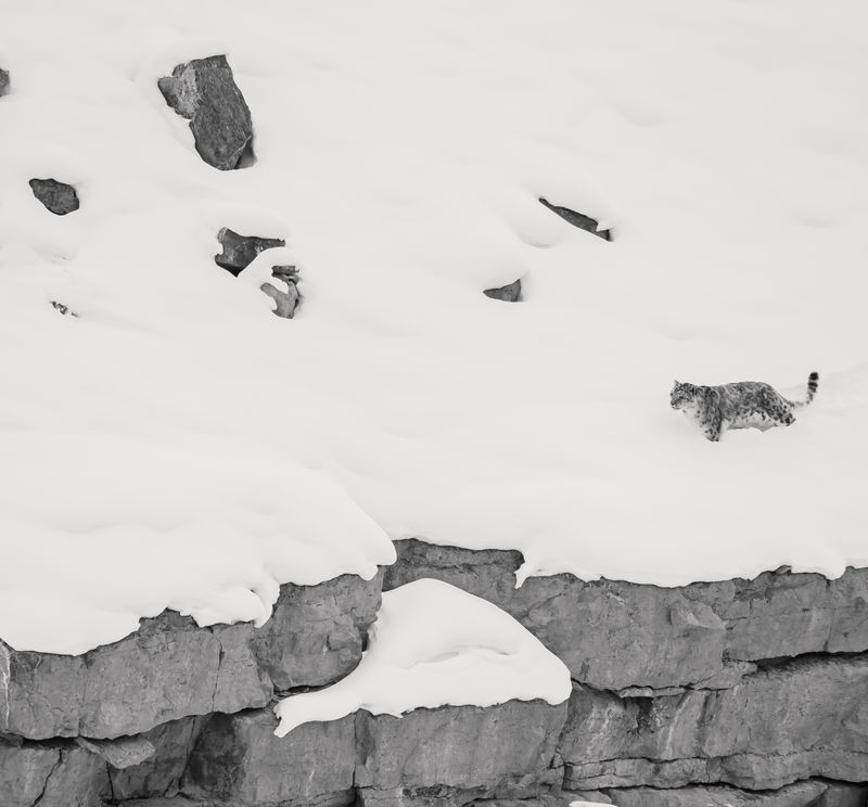 Snow Leopard Expedition - Mane and Chicham
