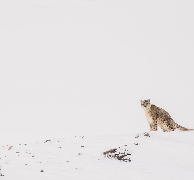 Snow Leopard Expedition Premium