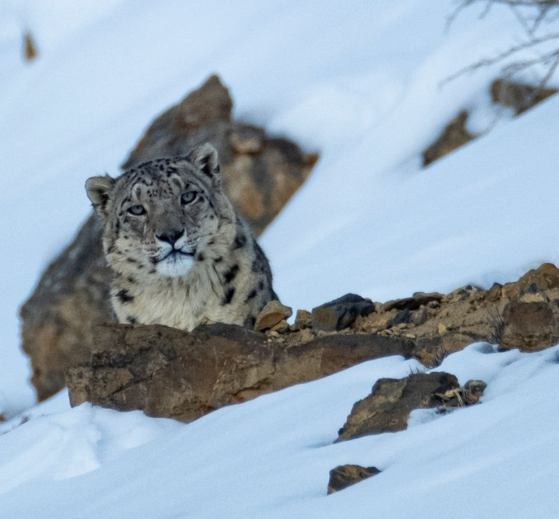 Snow Leopard Spiti