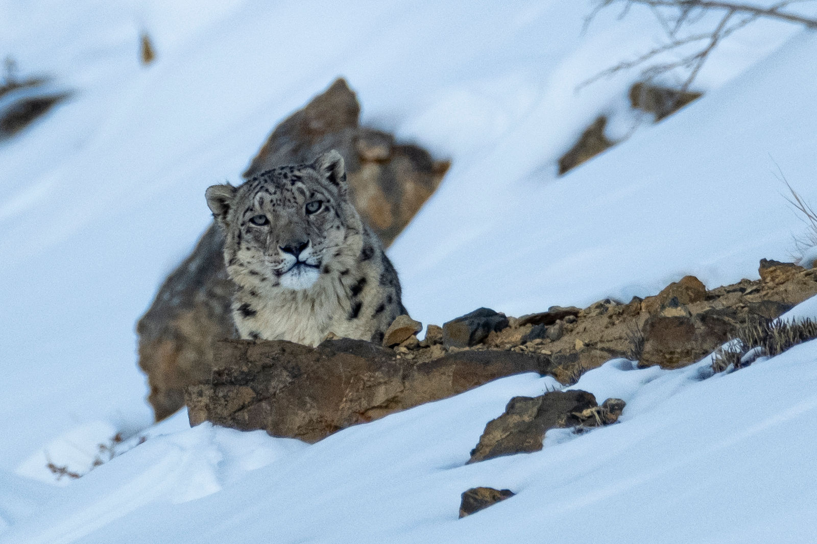 KH_Snow_Leopard_Exped__DSF7862_1598278424007.jpg