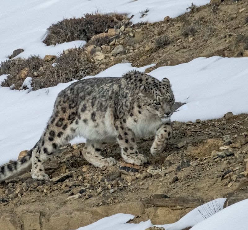 Snow Leopard Expedition - Ladakh