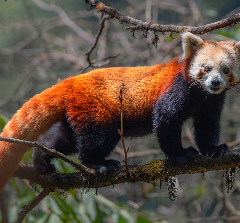 Red Panda Expedition - Singalila Ridge