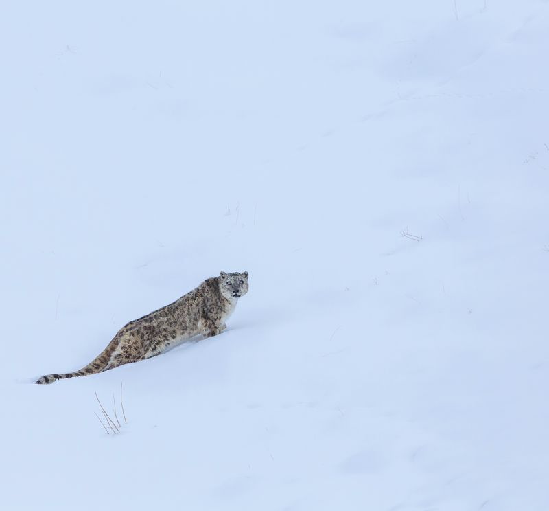 Snow Leopard Expedition - Chicham, Spiti