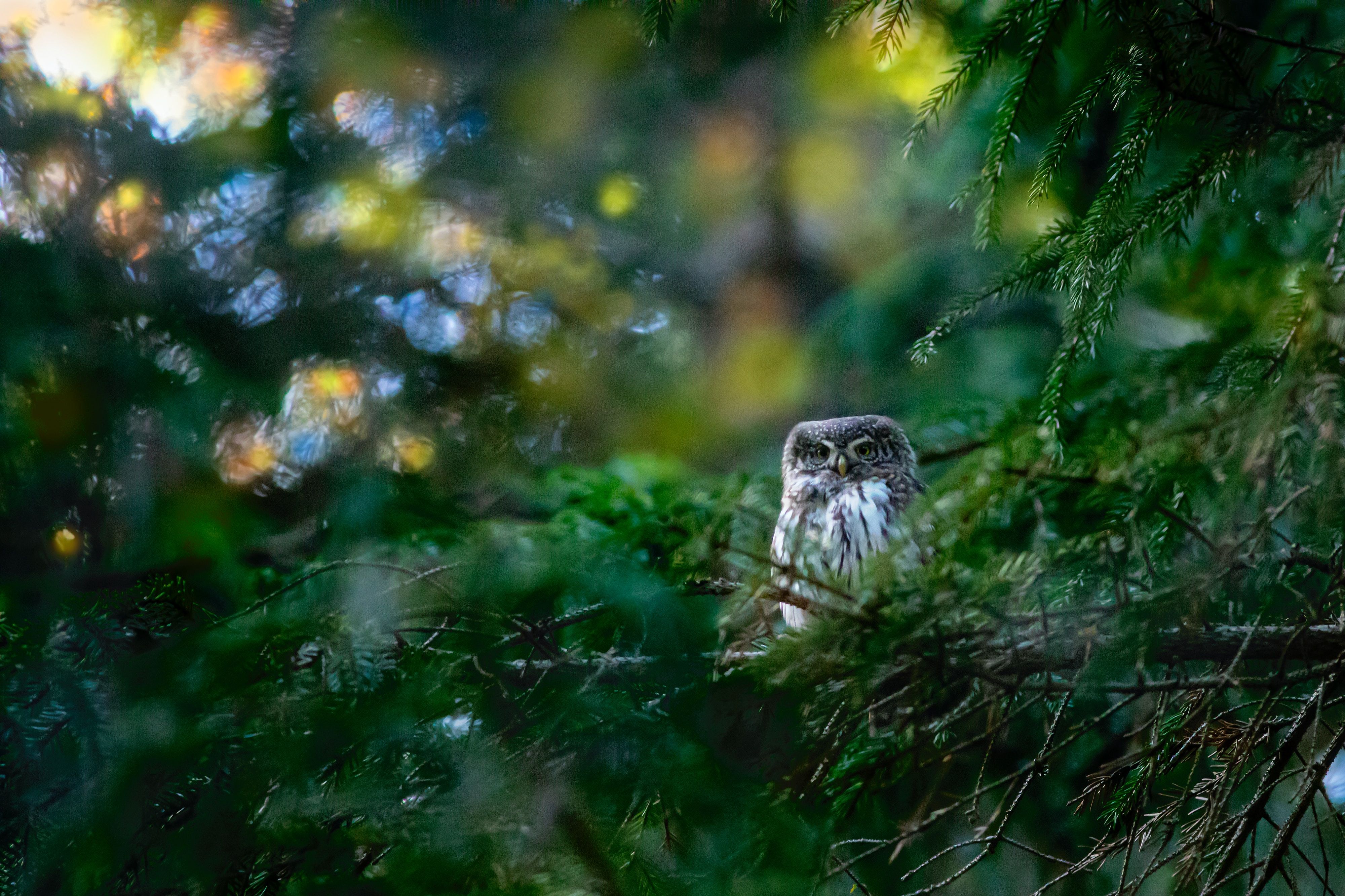 Explore bird watching