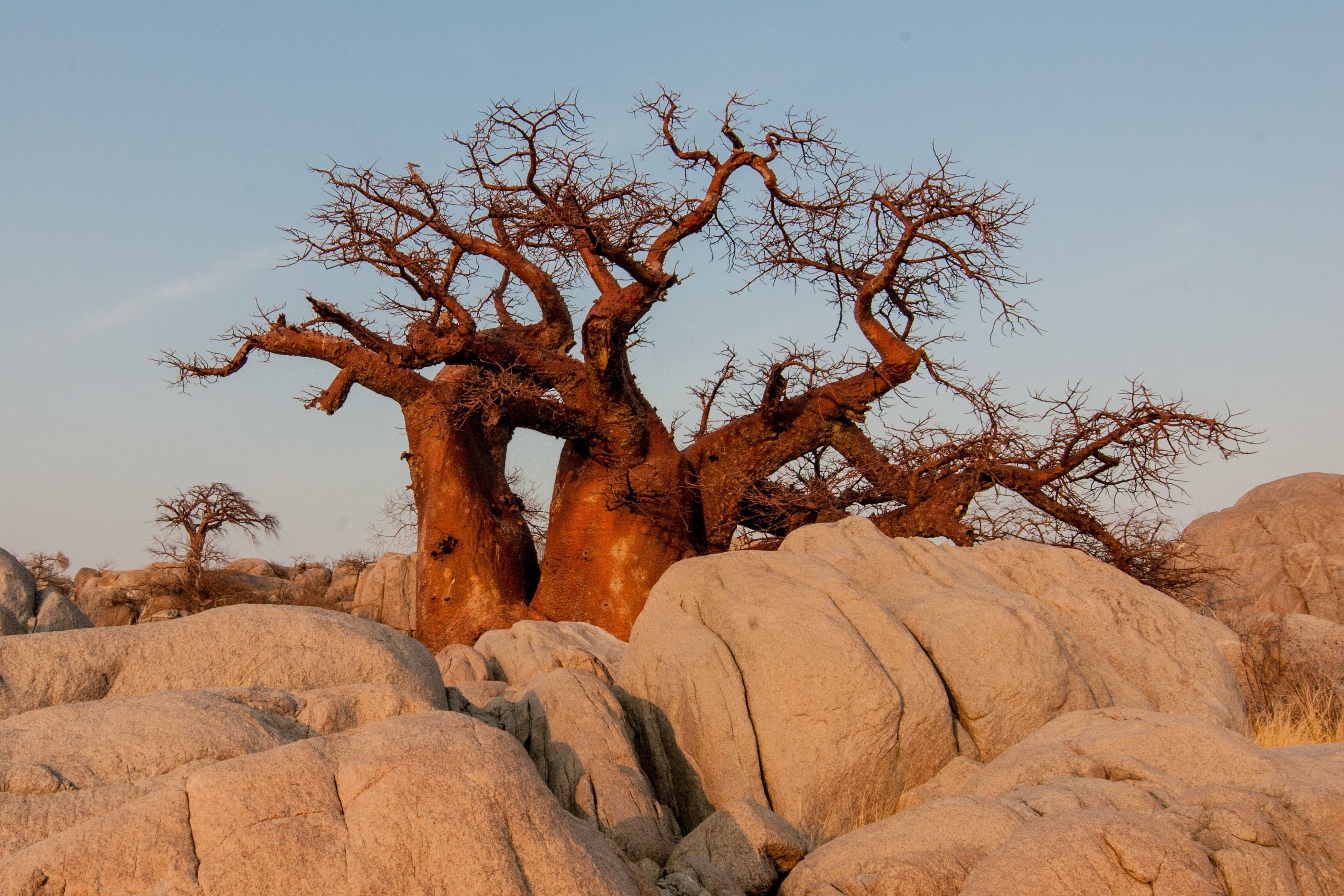Baobab landscape in Tanzania