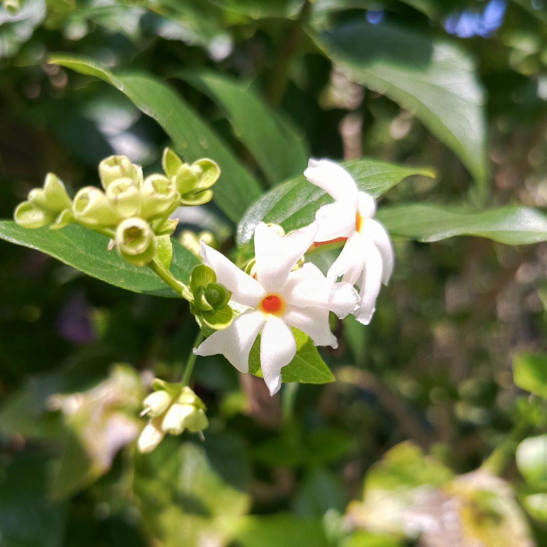 Nyctanthes arbor-tristis